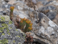 Sedum urvillei