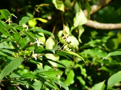 Holarrhena pubescens