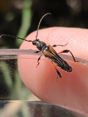 Stenopterus similatus