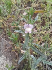 Misopates