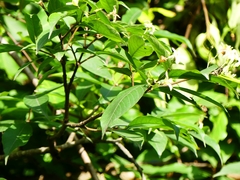 Holarrhena pubescens