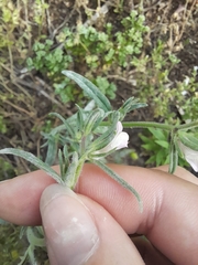 Misopates