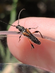 Stenopterus similatus