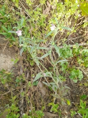 Misopates