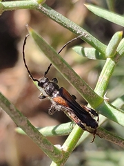 Stenopterus similatus
