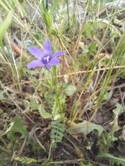 Campanula lusitanica