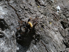 Laphria ephippium