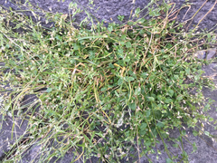 Stellaria media