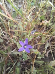 Campanula lusitanica