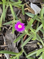 Carpobrotus dimidiatus