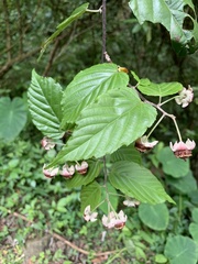 Rubus kawakamii