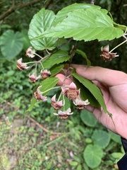Rubus kawakamii