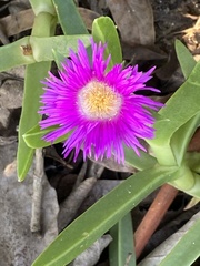Carpobrotus dimidiatus