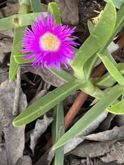 Carpobrotus dimidiatus