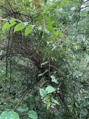 Rubus kawakamii