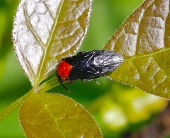 Tethida barda