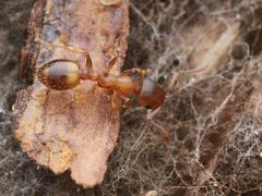 Temnothorax crassispinus