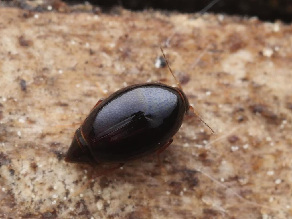 Scaphisoma agaricinum