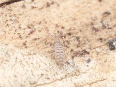 Entomobrya nigrocincta