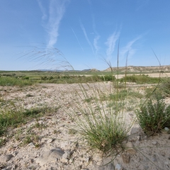 Achnatherum parviflorum