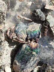 Grammognatha euphratica