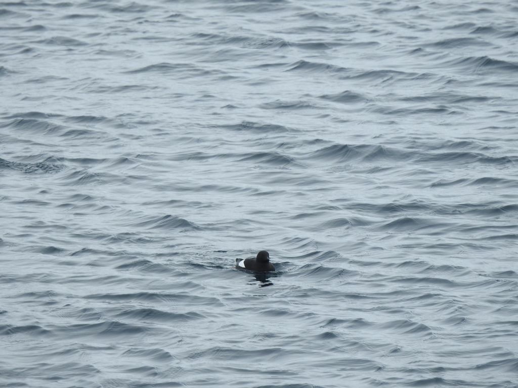 Mandt’s Black Guillemot