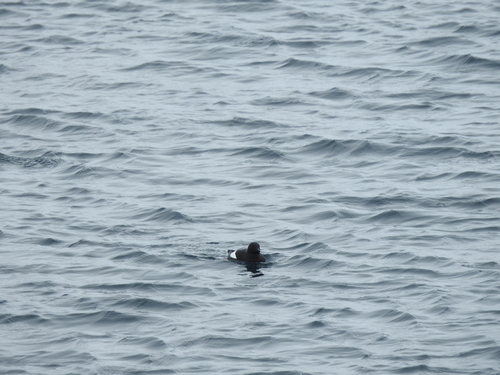 Mandt’s Black Guillemot