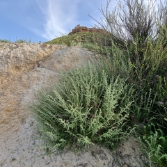 Artemisia herba-alba