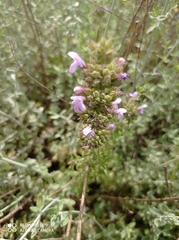 Satureja thymbra