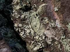 Buellia griseovirens