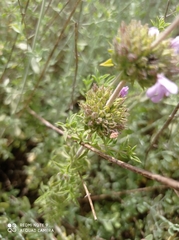 Satureja thymbra