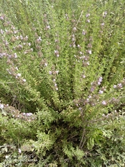 Satureja thymbra