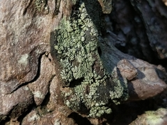 Buellia griseovirens