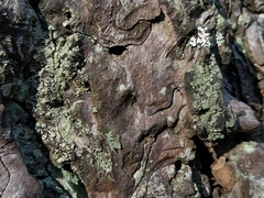 Buellia griseovirens