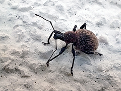 Otiorhynchus armadillo