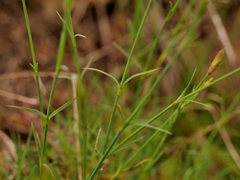 Dianthus graniticus