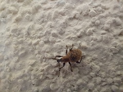 Otiorhynchus armadillo