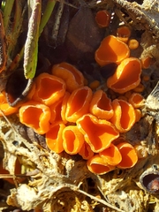 Byssonectria terrestris