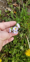 Polemonium pulcherrimum