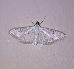 Palpita vitrealis