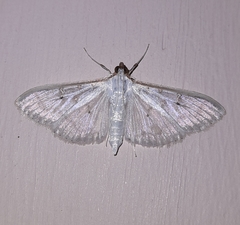 Palpita vitrealis