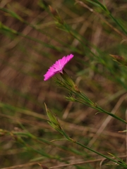 Dianthus graniticus