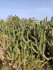 Austrocylindropuntia subulata