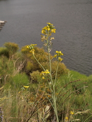 Coincya monensis cheiranthos