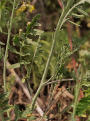 Coincya monensis cheiranthos