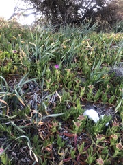 Carpobrotus acinaciformis