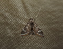 Strepsinoma croesusalis