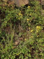 Coincya monensis cheiranthos