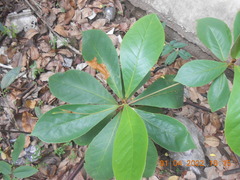 Terminalia catappa