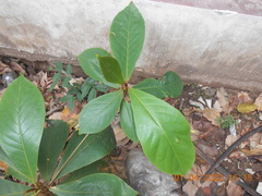 Terminalia catappa